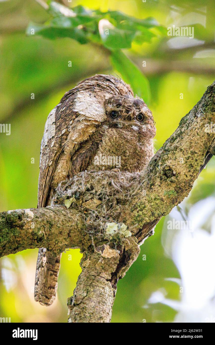 Adult male sri lanka frogmouth sitting on nest with chick Stock Photo