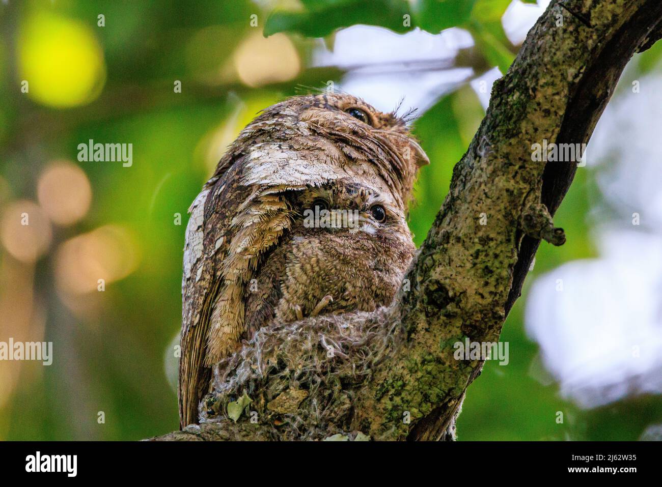 Adult male sri lanka frogmouth sitting on nest with chick Stock Photo
