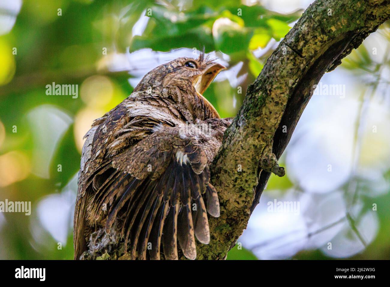 adult male sri lanka frogmouth with mouth wide open, sitting on nest with chick. Chick has wing outstretched. Stock Photo