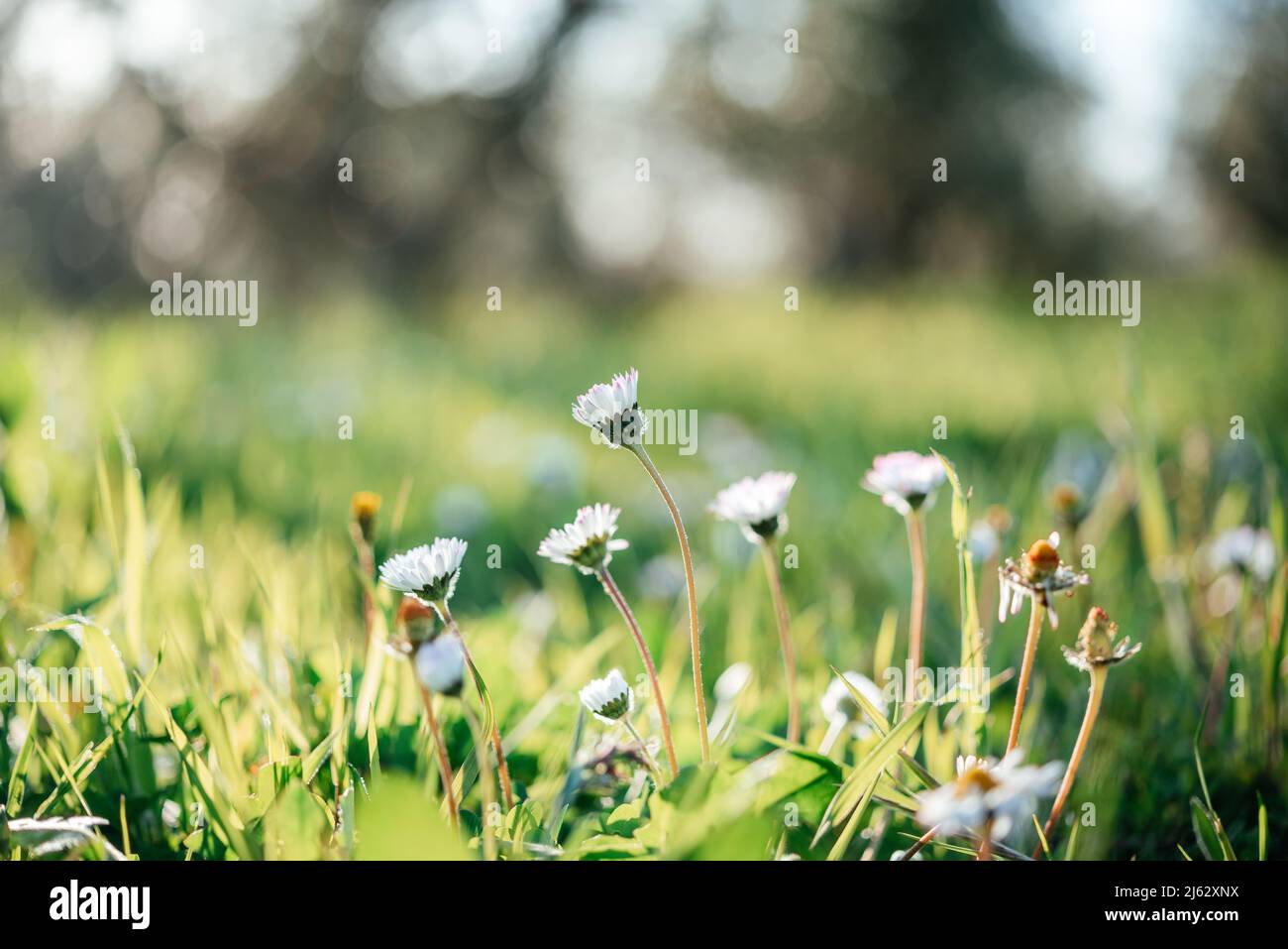 White chamomile or daisy flowers on green grass summer background Stock Photo
