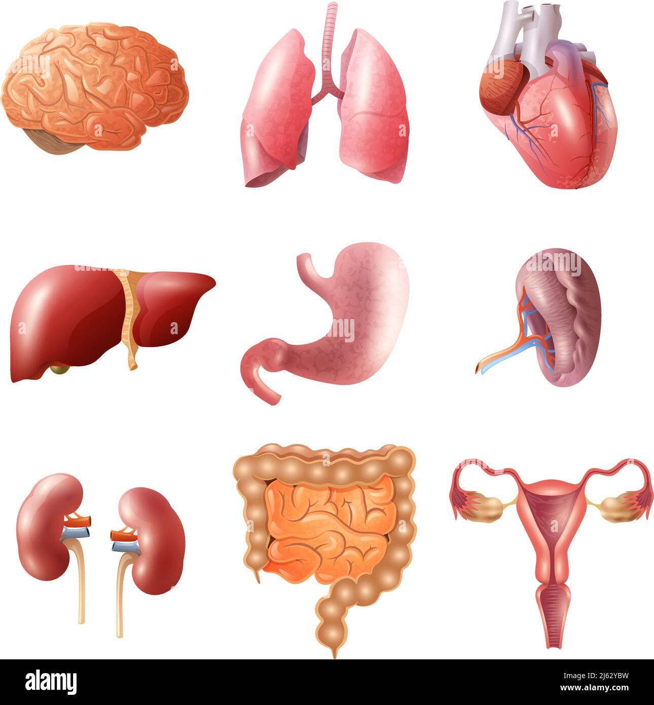 Different flat human organs set with brain heart lungs stomach bowels kidneys isolated on white background vector illustration Stock Vector