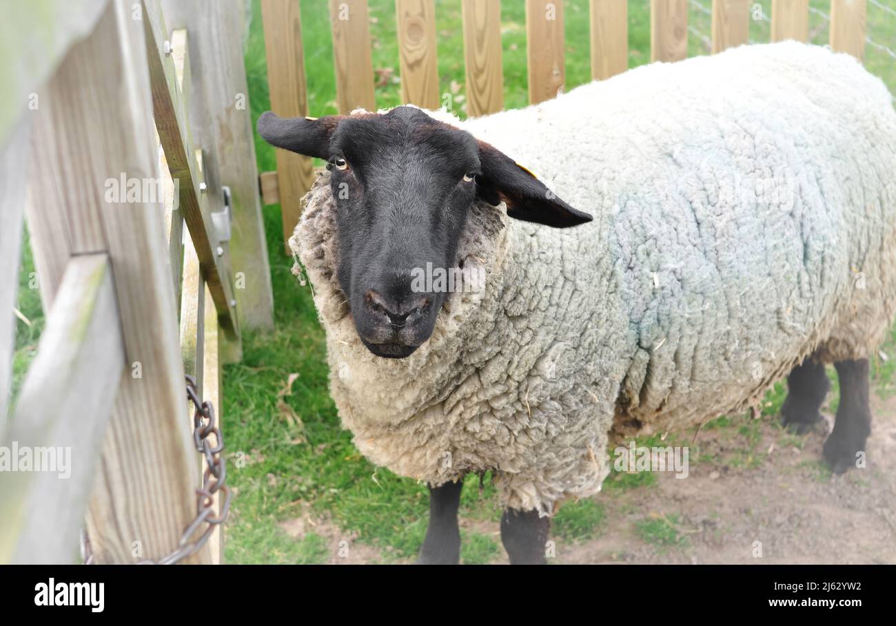 Portrait of white and black sheep looking in camera on pasture Stock Photo
