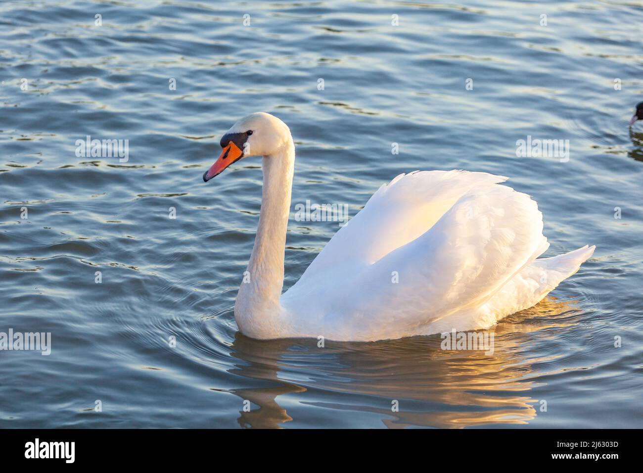 A White Swan Swim In The River, Krakow Stock Photo Alamy