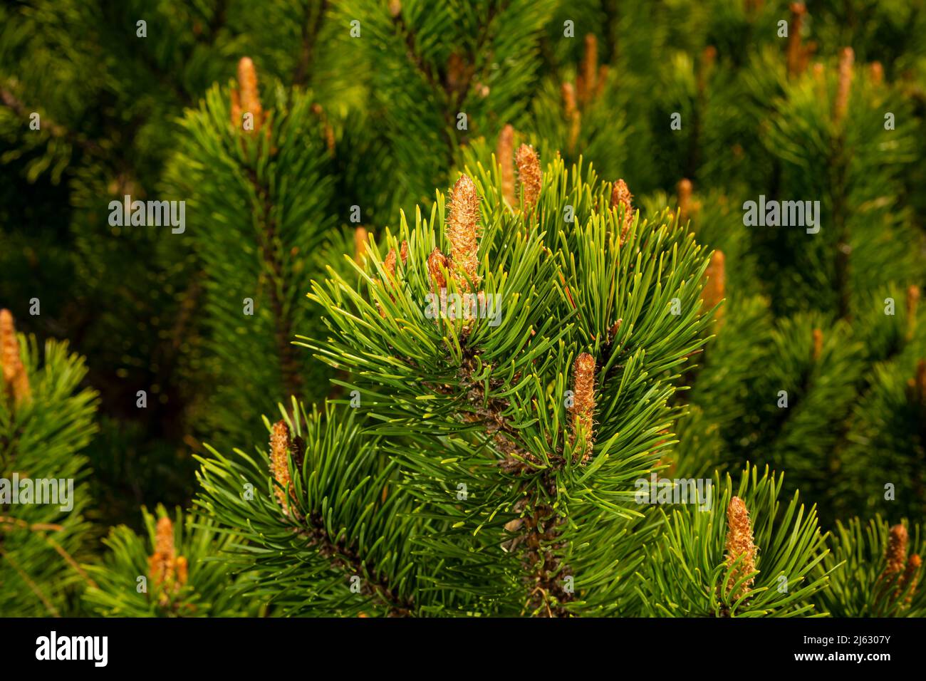 Young shoots of pine in sunny weather in the botanical garden Stock Photo