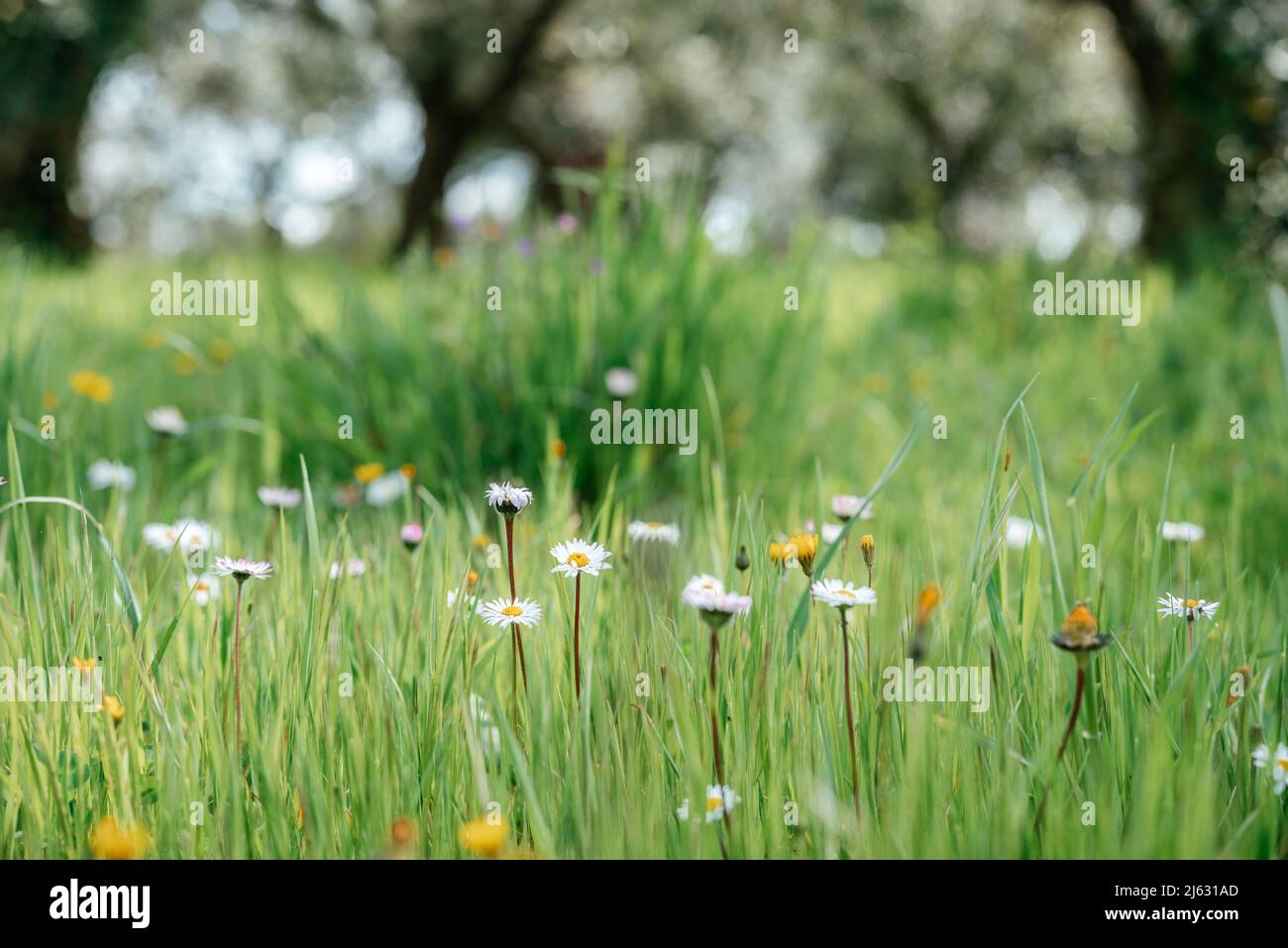 White chamomile or daisy flowers on green grass summer background Stock Photo