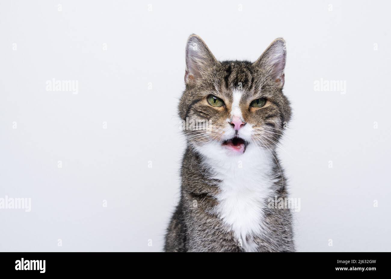 angry cat with mouth open portrait on white background Stock Photo Alamy