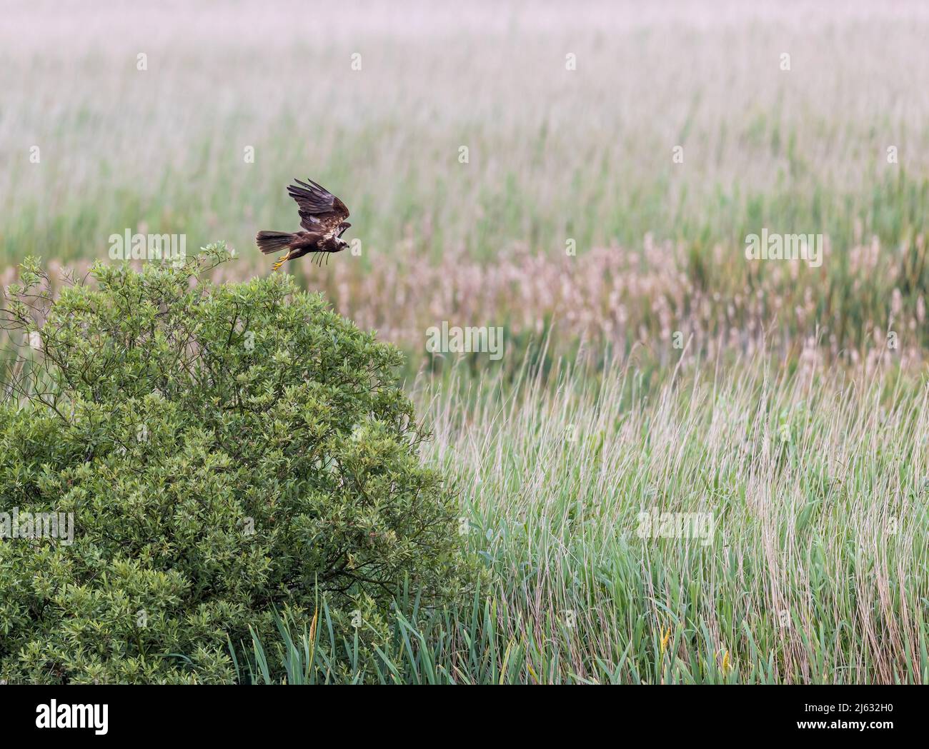 Female Marsh Harrier (circus aeruginosus) Searching for Prey Stock Photo