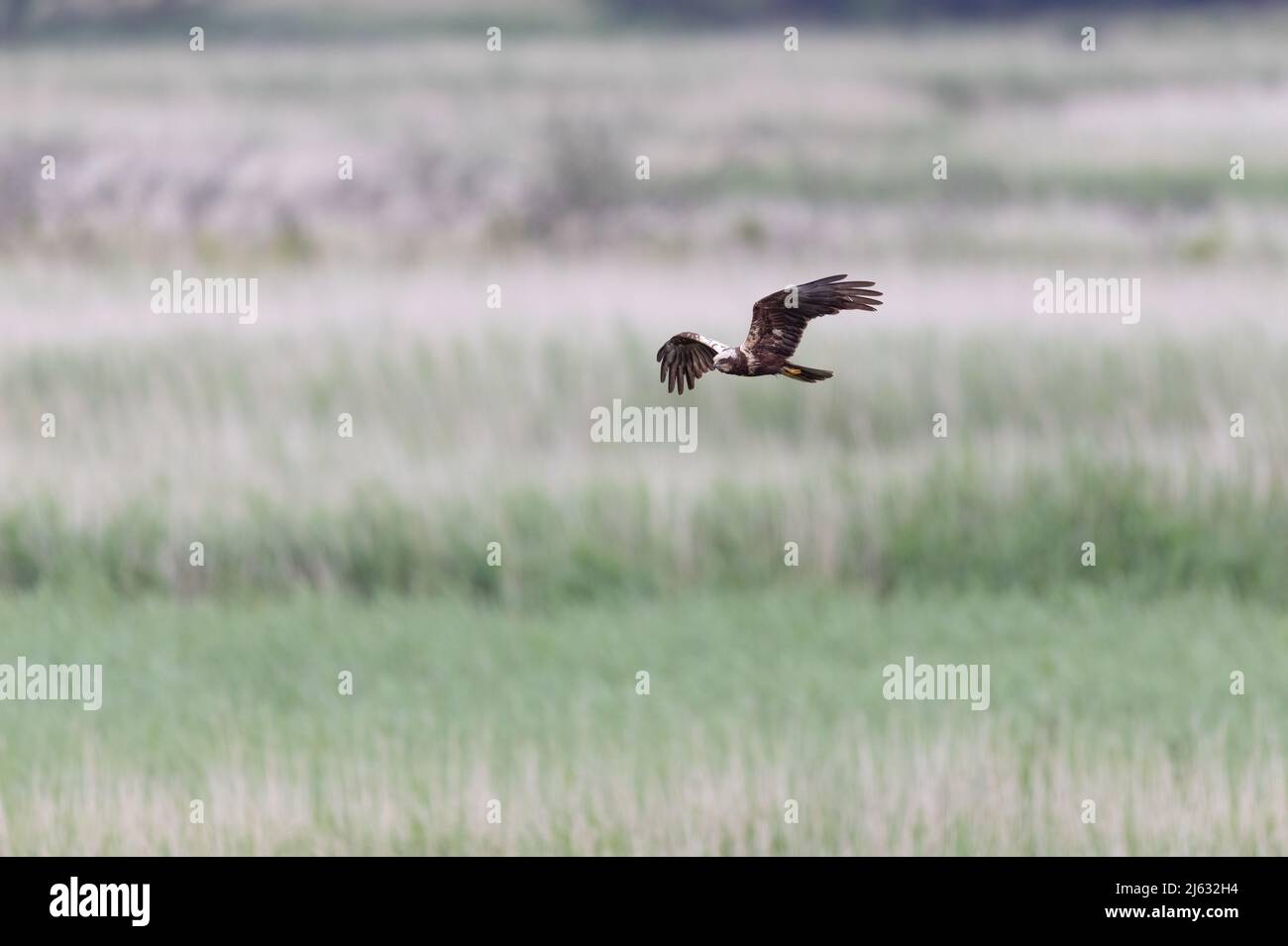 Female Marsh Harrier (circus aeruginosus) Searching for Prey Stock Photo