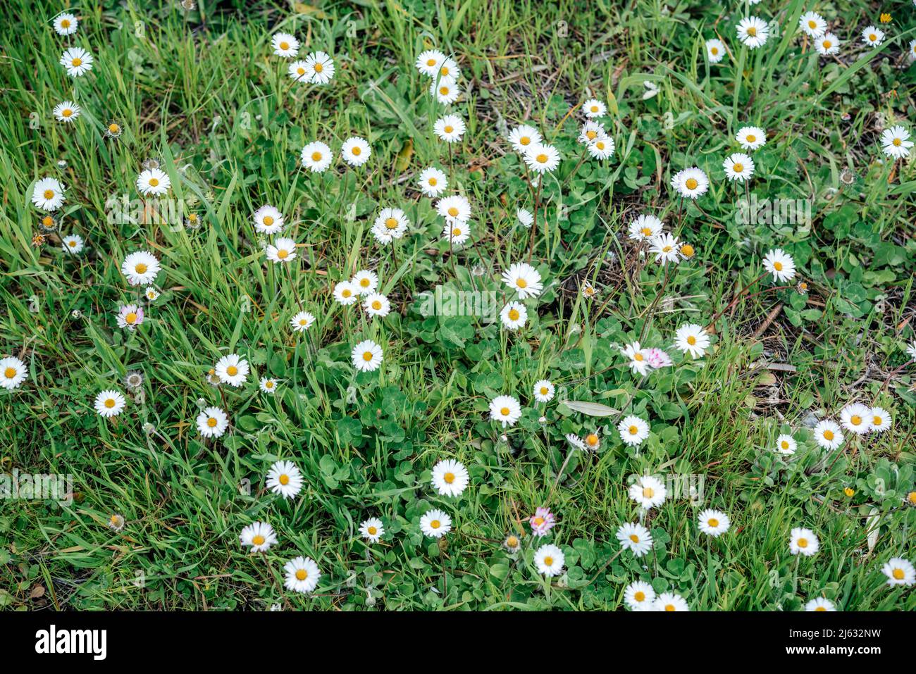 White chamomile or daisy flowers on green grass summer background Stock Photo