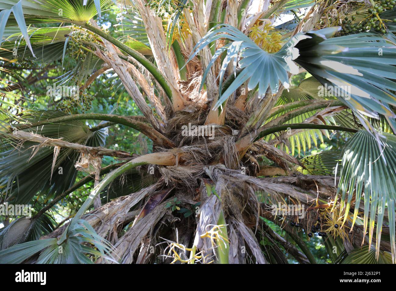 Fronds, leaves, fruiting branches and inflorescence at the crown of a Kamalo Pritchardia Fan Palm tree in Kauai, Hawaii, USA Stock Photo
