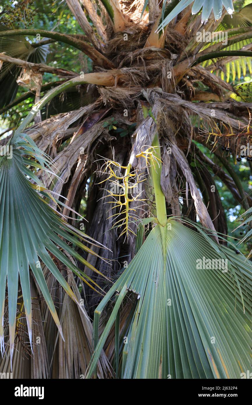 Fronds, leaves, fruiting branches and inflorescence at the crown of a Kamalo Pritchardia Fan Palm tree in Kauai, Hawaii, USA Stock Photo