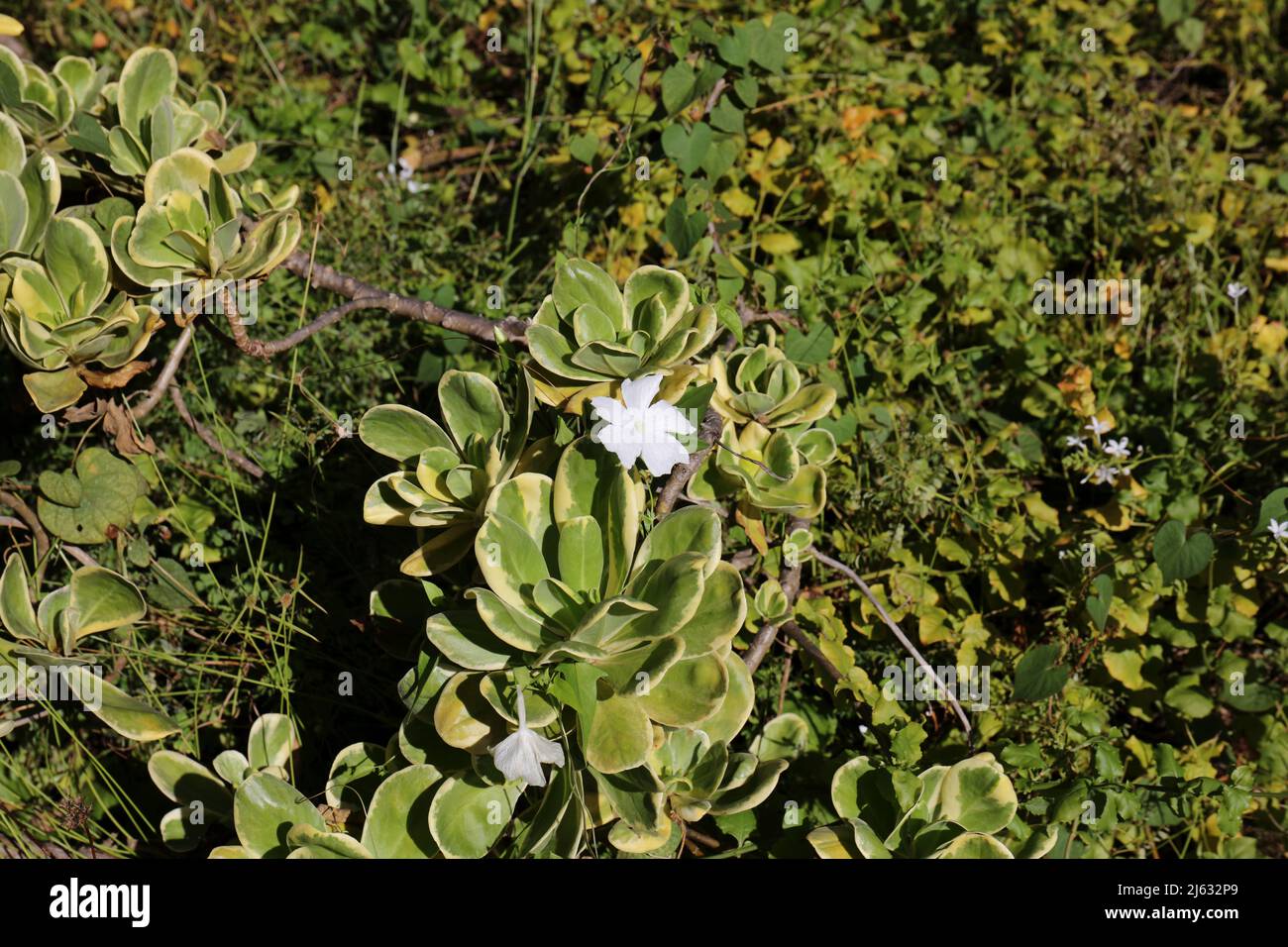 Scaevola taccada with a white flower growing on the ground amongst other vegetation in Kauai, Hawaii, USA Stock Photo