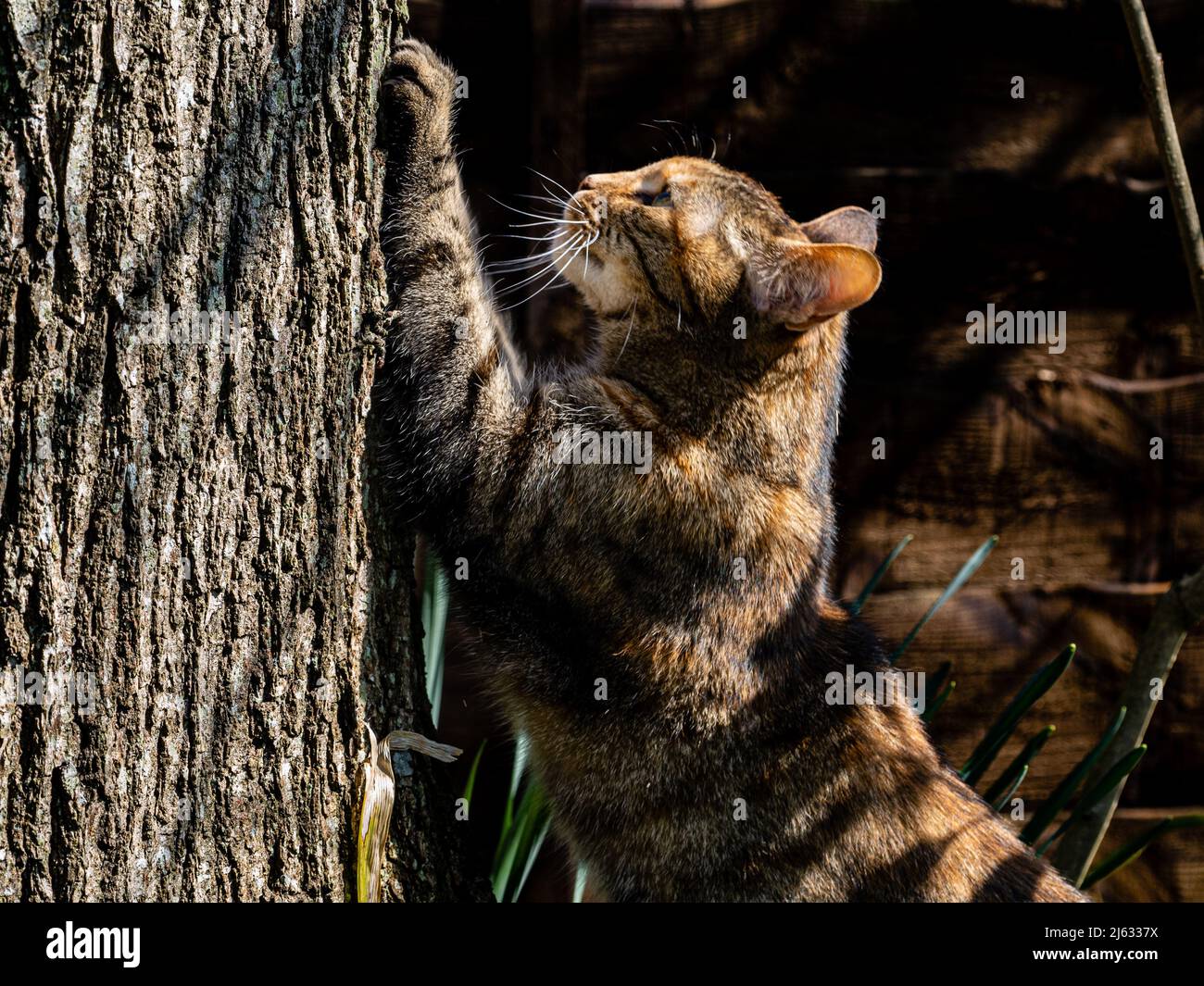 A domestic cat uses an oak tree as scartching post (Southmpton, England) Stock Photo