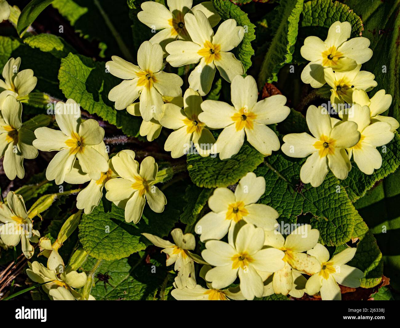 Primula blossoms herald the arrival of Spring (Sosuthampton, England) Stock Photo