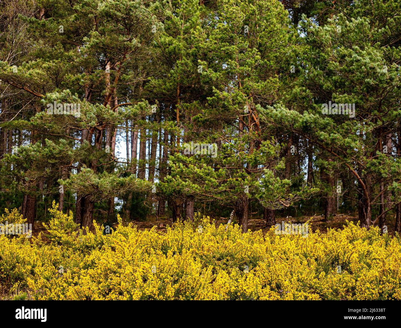 Gorse bushes in front of a pine group, New Forest National Park, Hampshire, England. Stock Photo