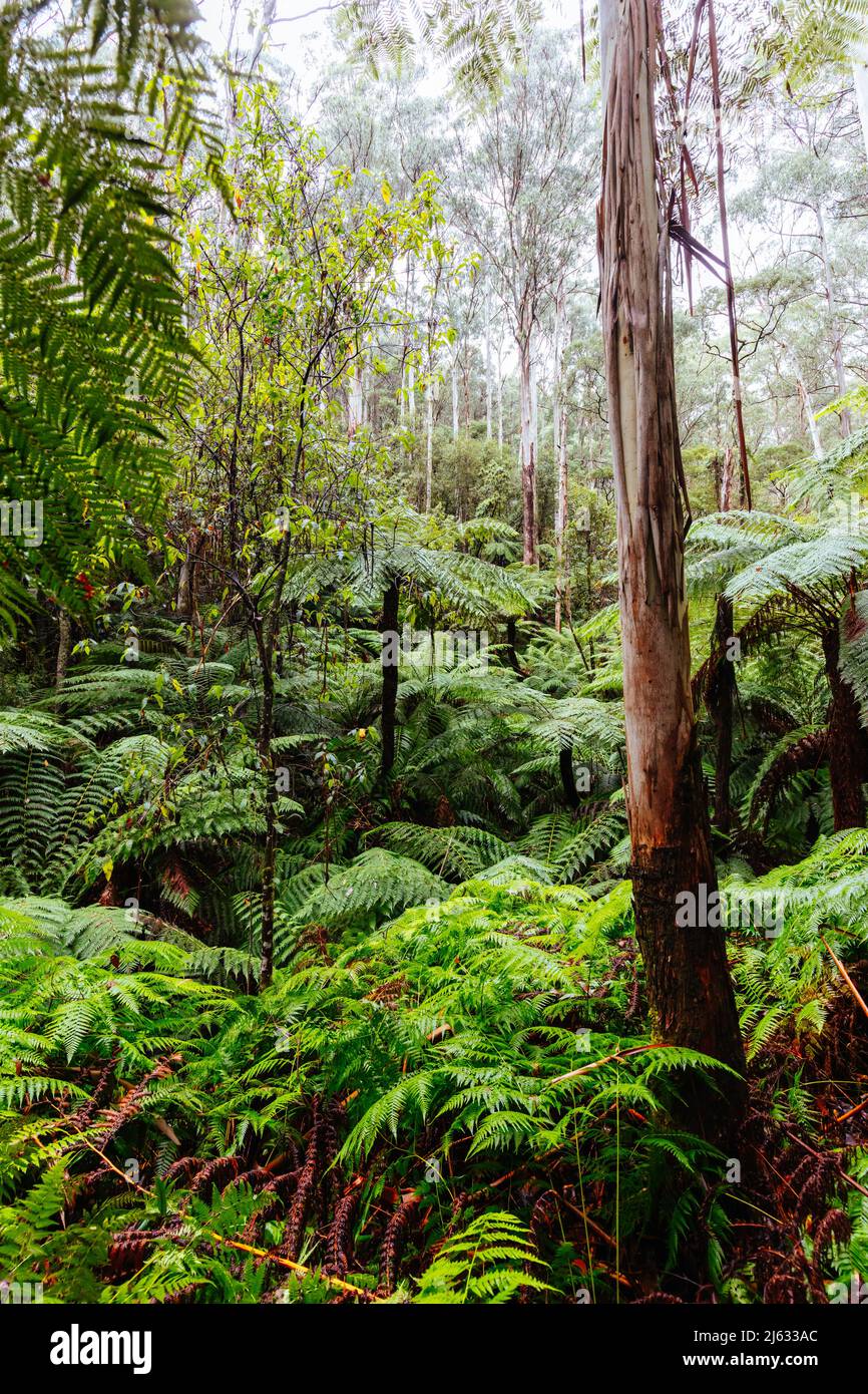 Warburton la hires stock photography and images Alamy