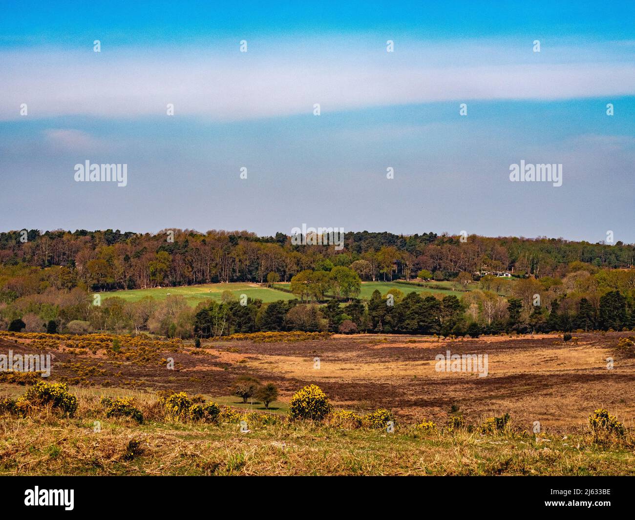 (New Forest National Park, Hampshire, England) Stock Photo