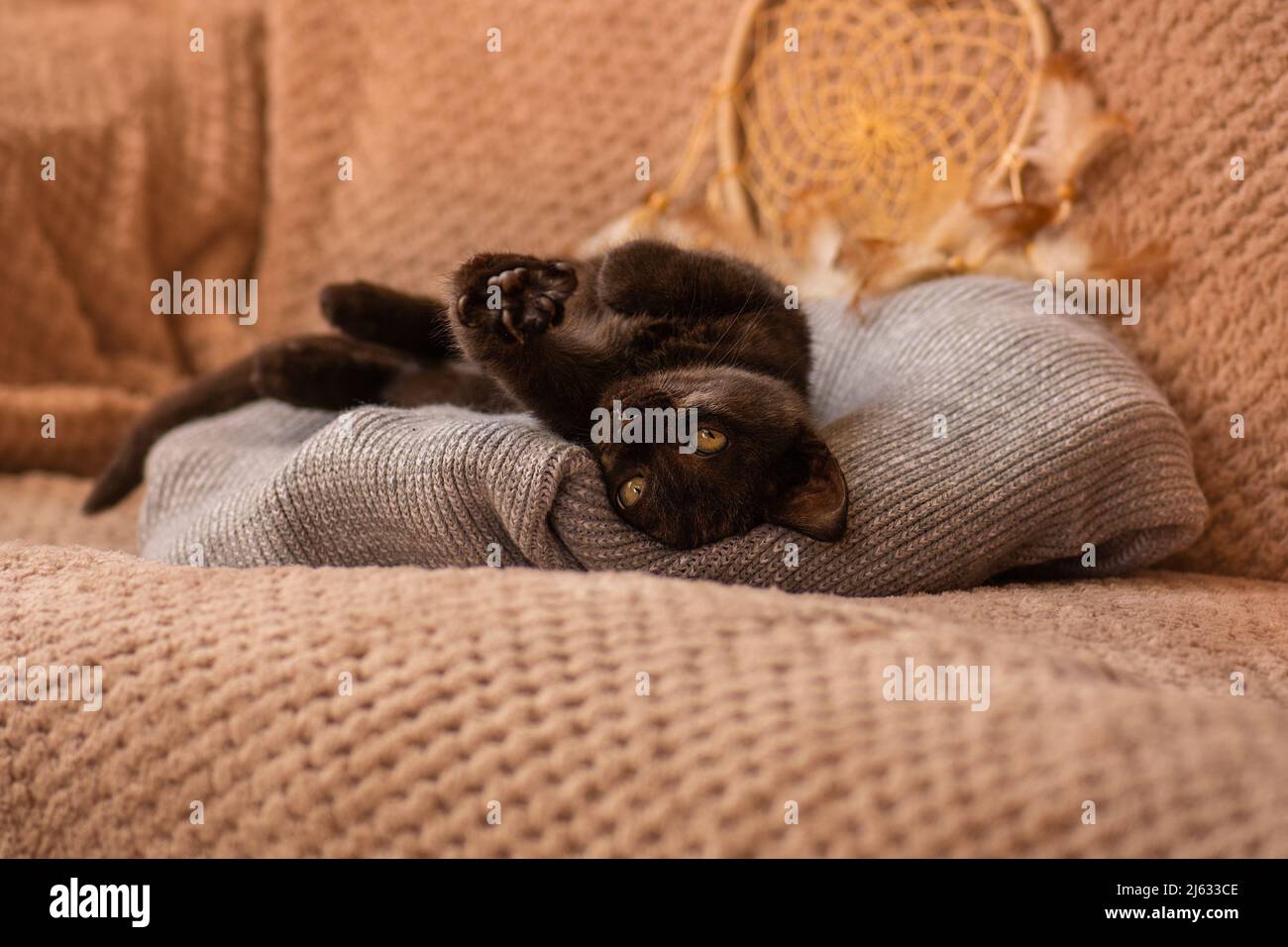 Perfect rest and relaxation concept. Cute  kitten resting on cushion in hygge home interior. Stock Photo