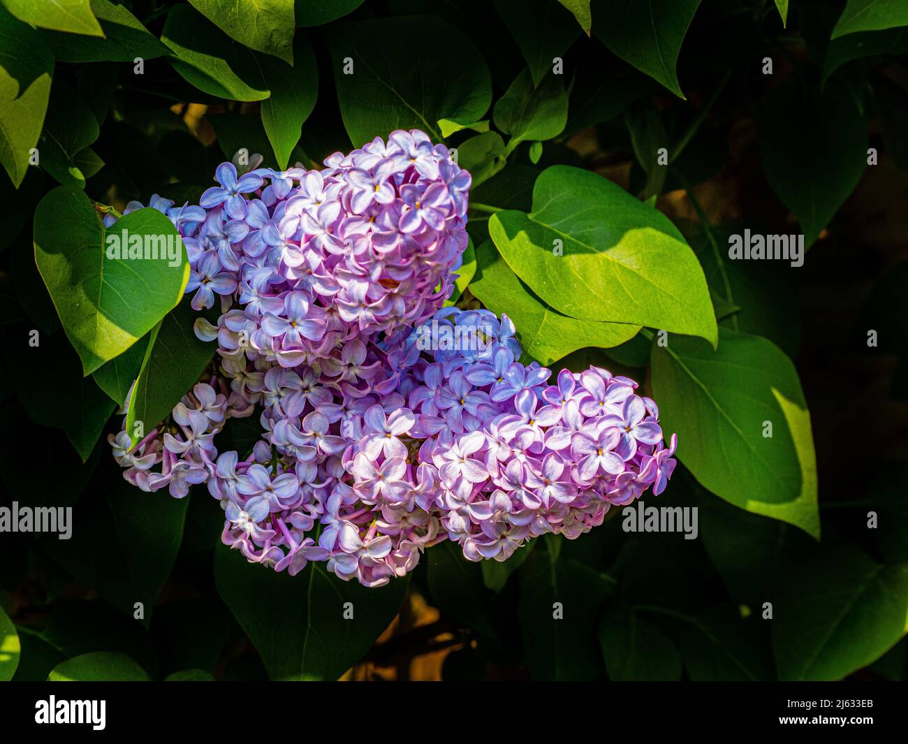 Lilac (Syringa vulgaris) blossom in a domestic garden (Southampton, England) Stock Photo
