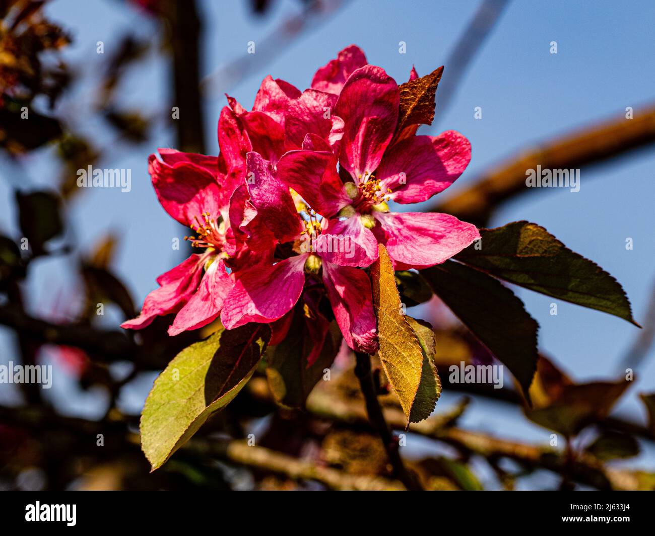 Crab apple (Malus) blossom in a domestic garden (Southampton, England) Stock Photo