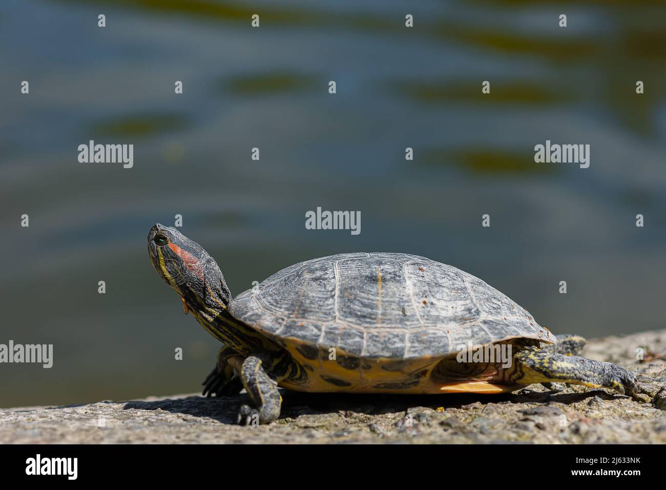 Group sunbathing close up hi-res stock photography and images - Alamy