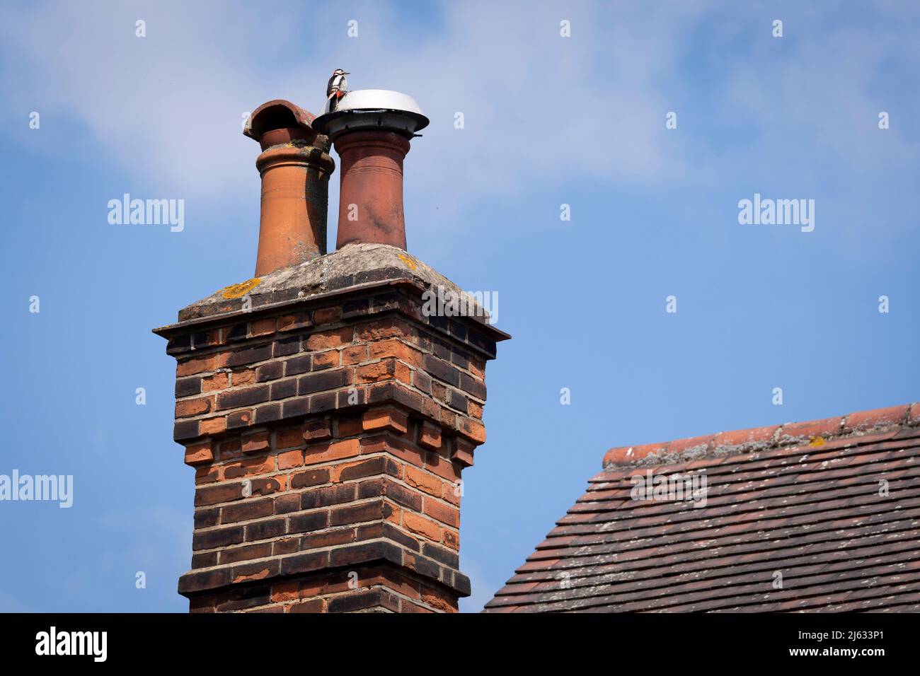 A male Greater Spotted Woodpecker stands on the top of a chimney pot where, affectionately heard by residents around this south London suburban neighbourhood, it announces its presence to others every day by drumming on the metal chimney covering, on 25th April 2022, in south London, England. The Great Spotted Woodpecker is a member of the woodpecker family Picidae. Instead of singing to declare their territory, woodpeckers drum to advertise their presence to others. They usually require wood with particular resonant qualities for this purpose but this bird has been ptapping on local aerials a Stock Photo