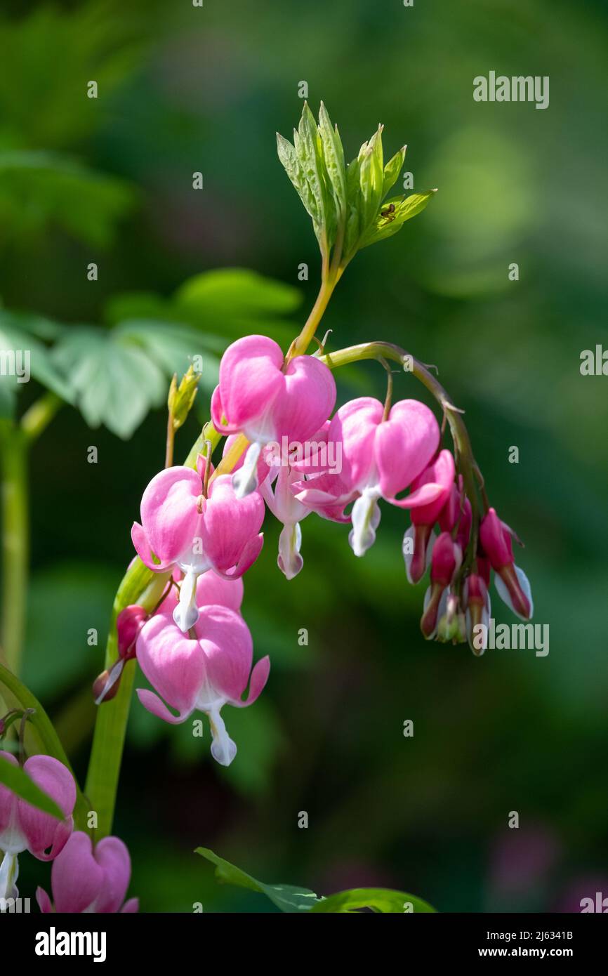 Dicentra, also known as Bleeding Hearts, perfect little pink and white