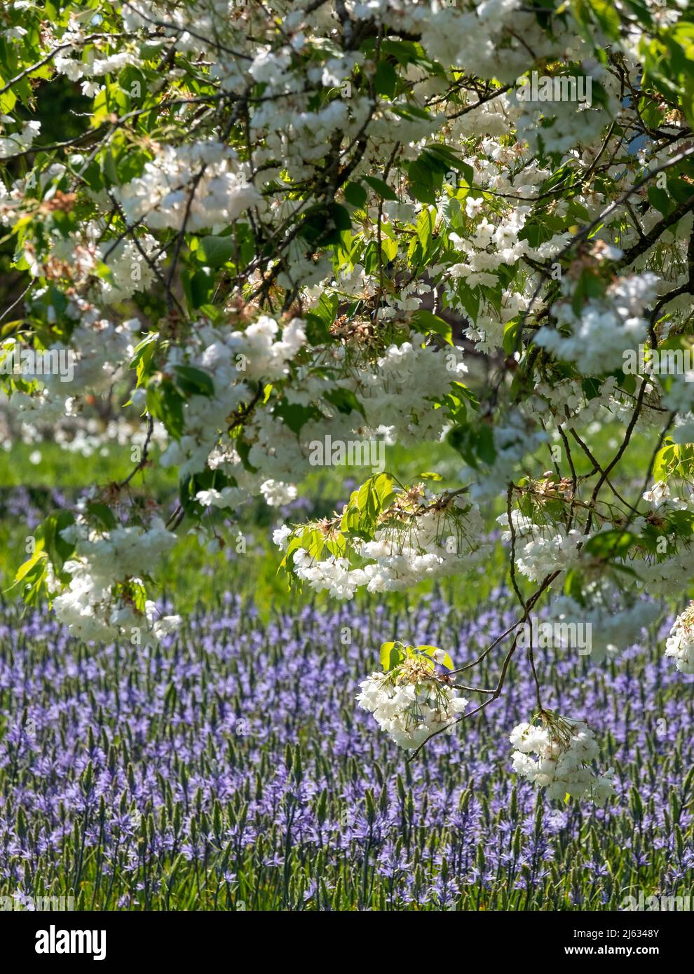 Blossom tree with pastel pink blooms. Blue Camassia leichtlinii