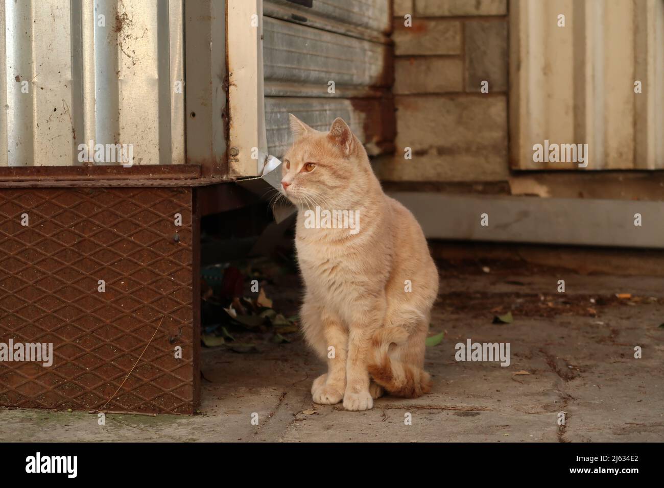 Bored cat guarding the narrow streets of Ano Poli neighborhood in Thessaloniki, Greece 2021 Stock Photo