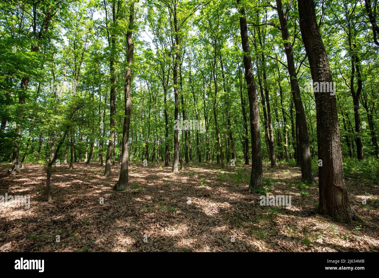 Sunlight in the green forest hi-res stock photography and images - Alamy