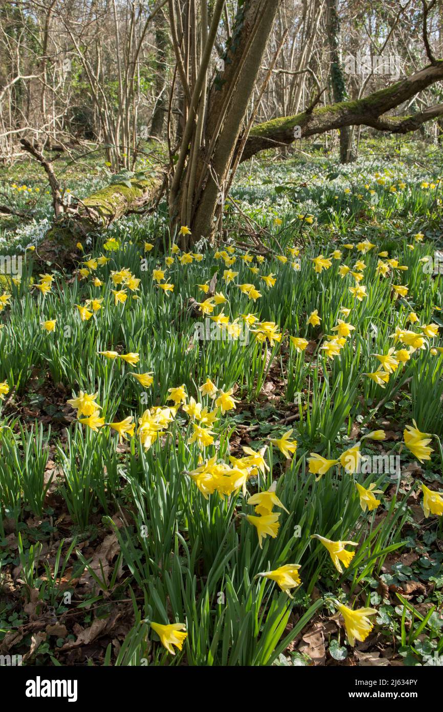 wild daffodil, Lent lily, Narcissus pseudonarcissus, Snowdrops, Galanthus nivalis, in mixed woodland, Sussex, February Stock Photo