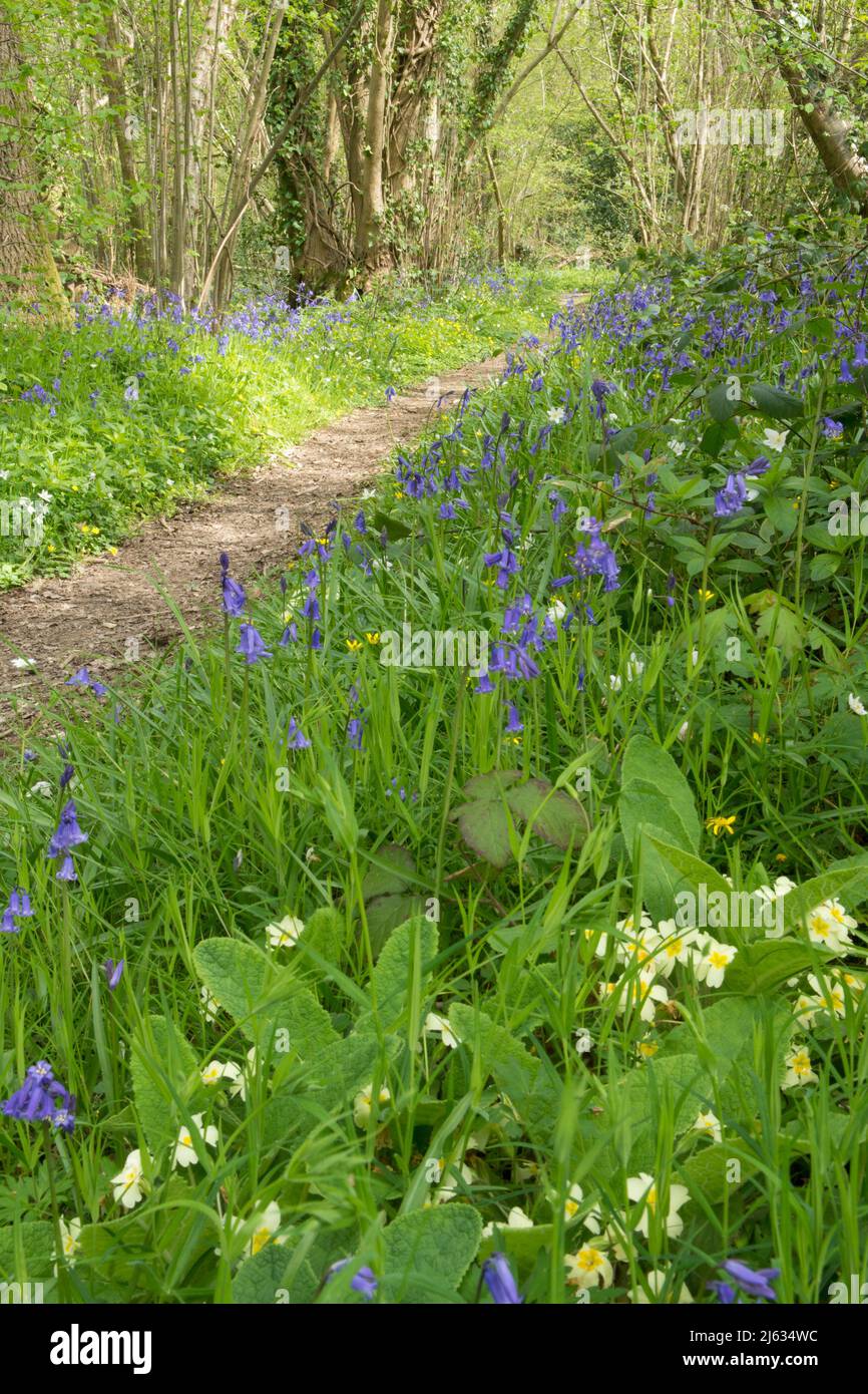 path through woodland with Bluebells, Hyacinthoides non-scripta, Primroses, Primula vulgaris, April, Sussex, UK Stock Photo
