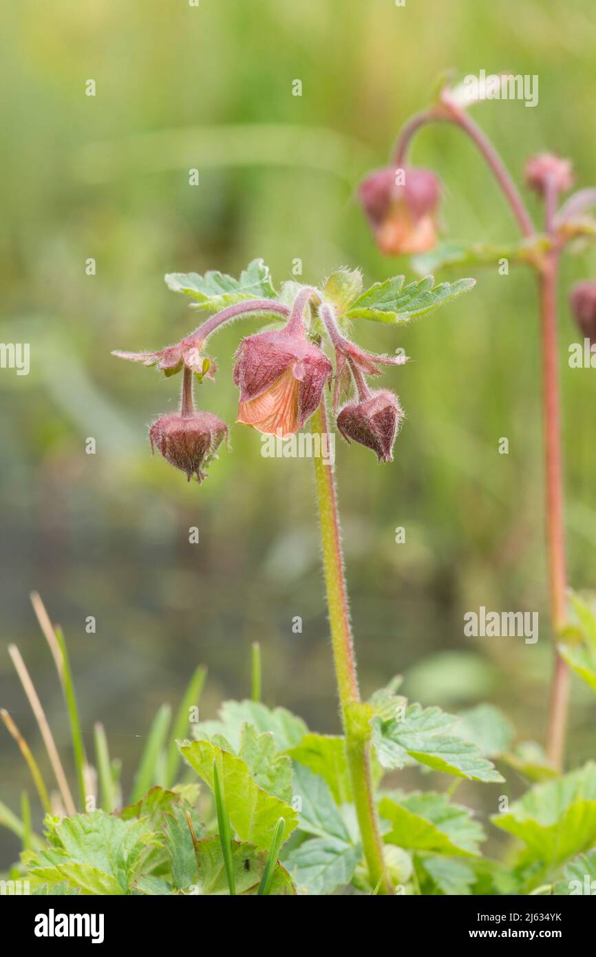 Water avens, Geum rivale, April, Sussex, UK Stock Photo