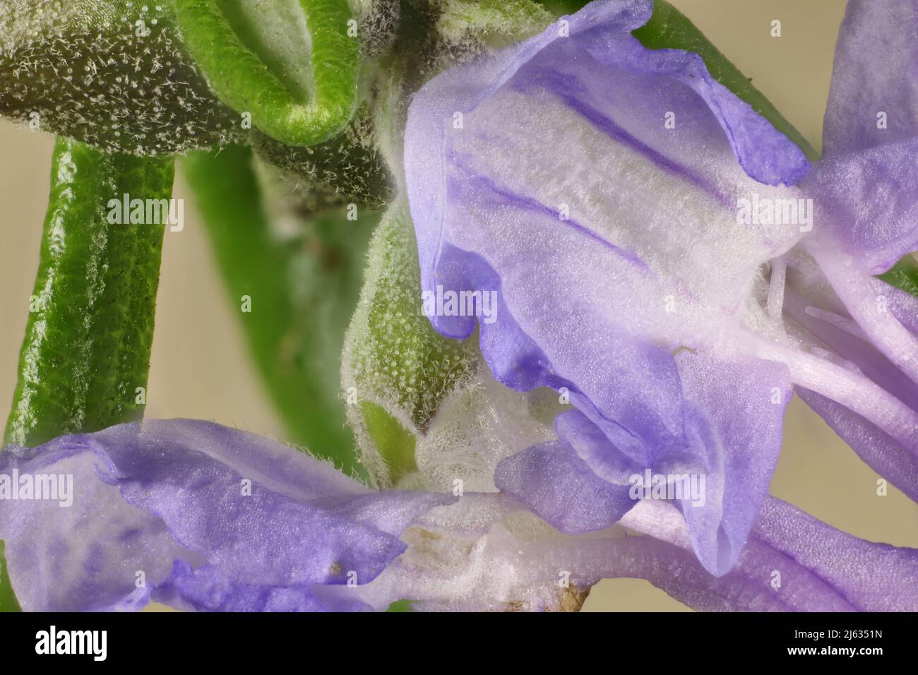 Macro view of isolated lavender flowers and foliage Stock Photo
