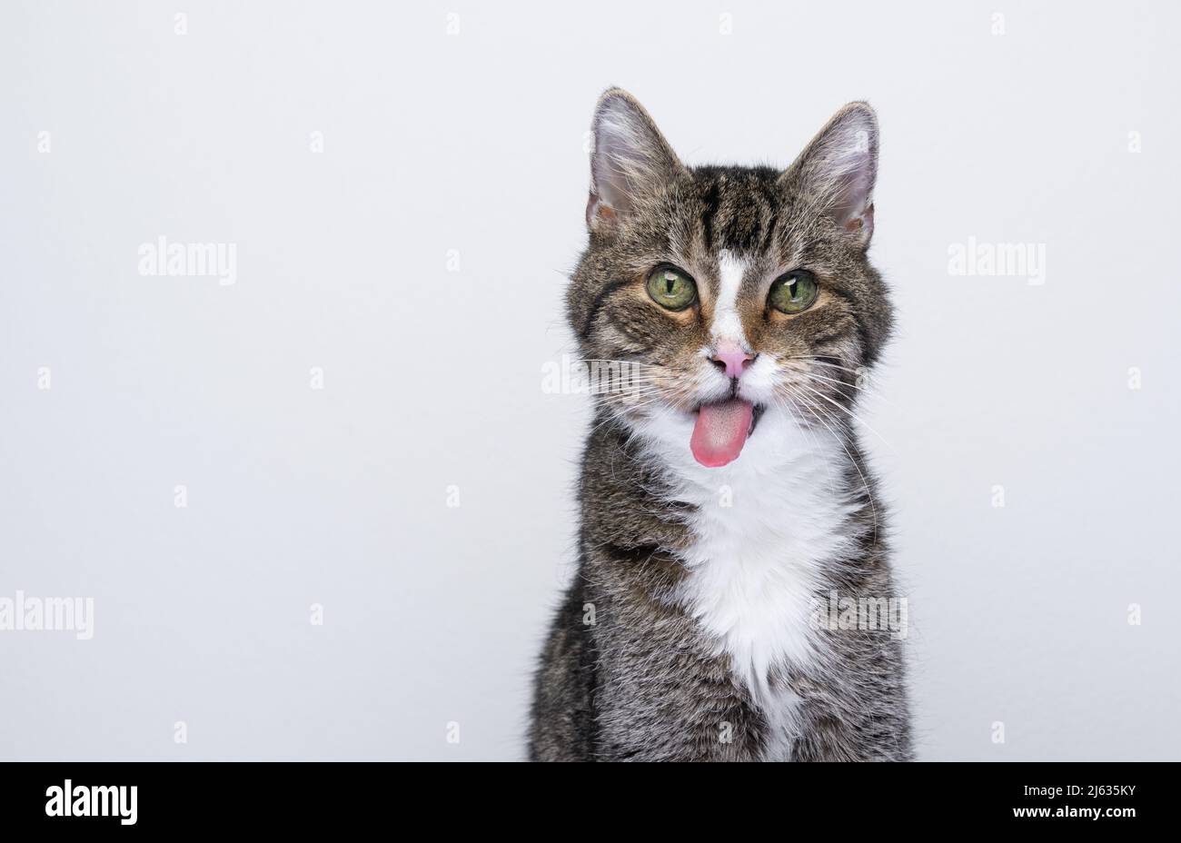 portrait of naughty cat sticking out tongue making funny face on white background Stock Photo