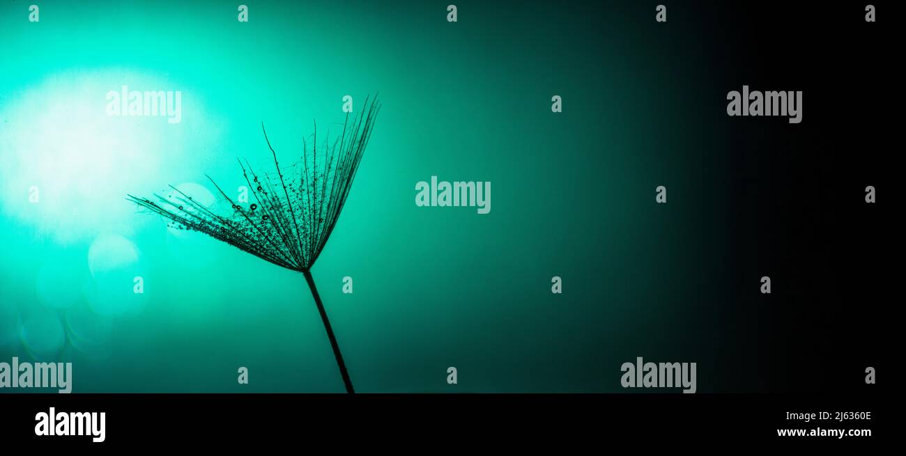 spring summer backdrop ,salsify or giant dandelion seed on green background with bokeh . Stock Photo