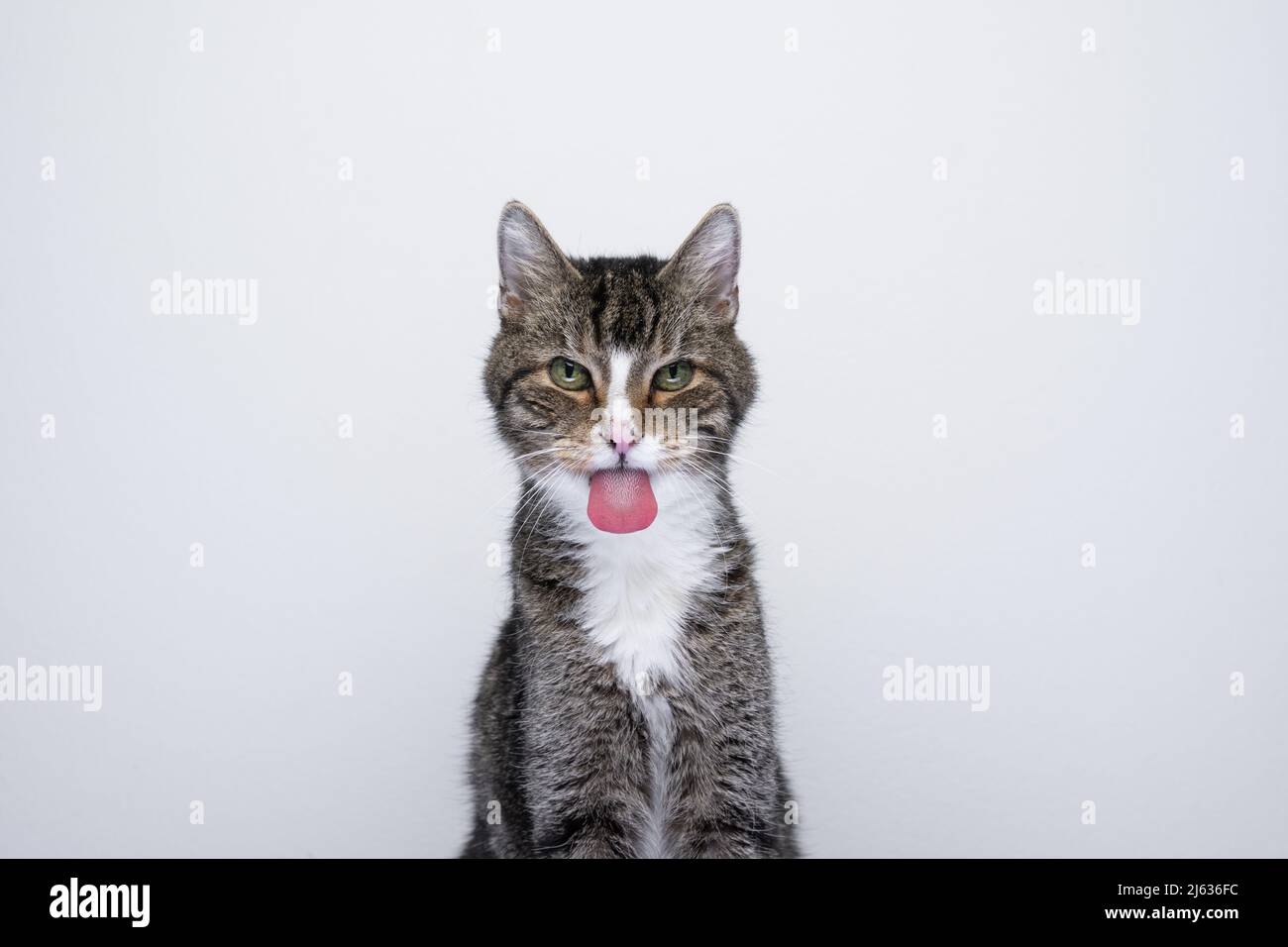 naughty old cat sticking out tongue on white background with copy space Stock Photo