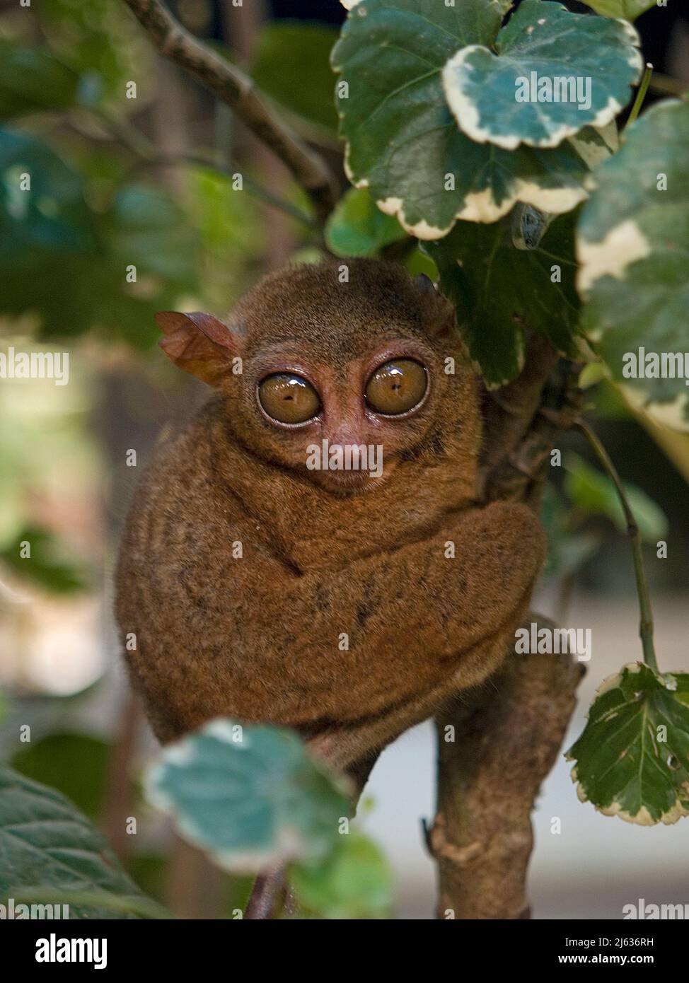 Philippine tarsier (Tarsius syrichta) world's smallest monkey, Philippine Tarsier Foundation, Central Visayas, Bohol, Philippinen, Indo-Pacific, Asia Stock Photo