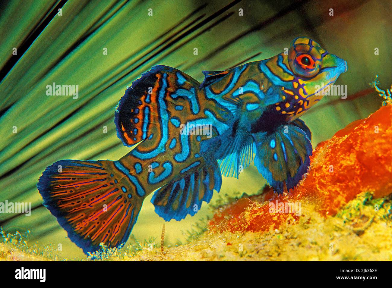 Mandarin fish (Synchiropus spendidus), Borneo, Malaysia, Indo-pacific ocean, Asia Stock Photo