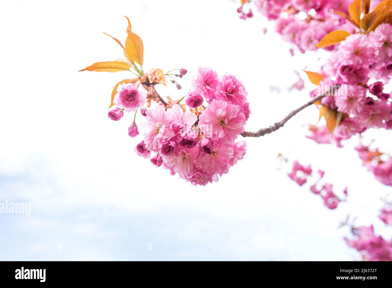 Soft light on sakura hi-res stock photography and images - Alamy