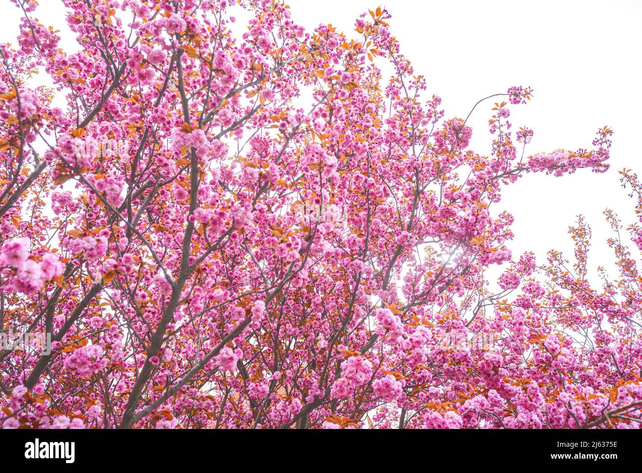 Soft light on sakura hi-res stock photography and images - Alamy