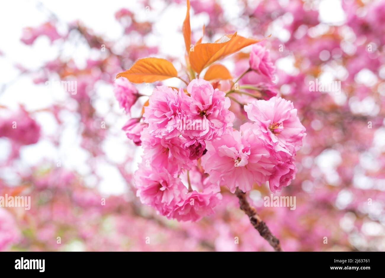 Sakura background hi-res stock photography and images - Alamy