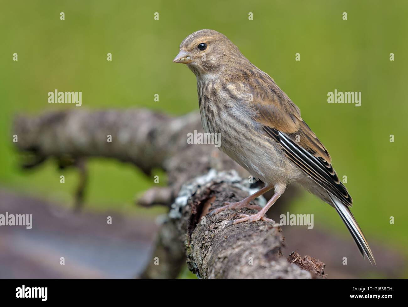 Female Common linnet (Linaria cannabina) posing on a big branch with green background Stock Photo