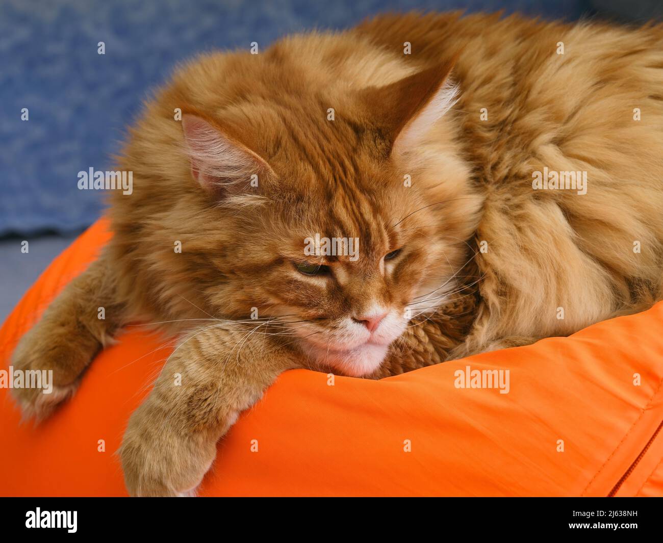 A ginger Maine Coon cat lying on an orange bean bag chair indoors Stock