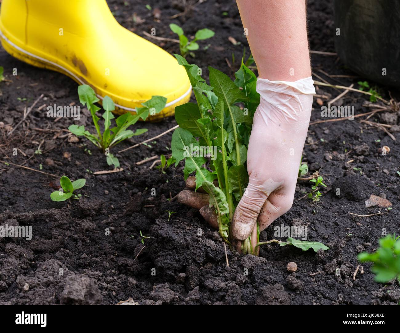Pulling weeds hi-res stock photography and images - Alamy