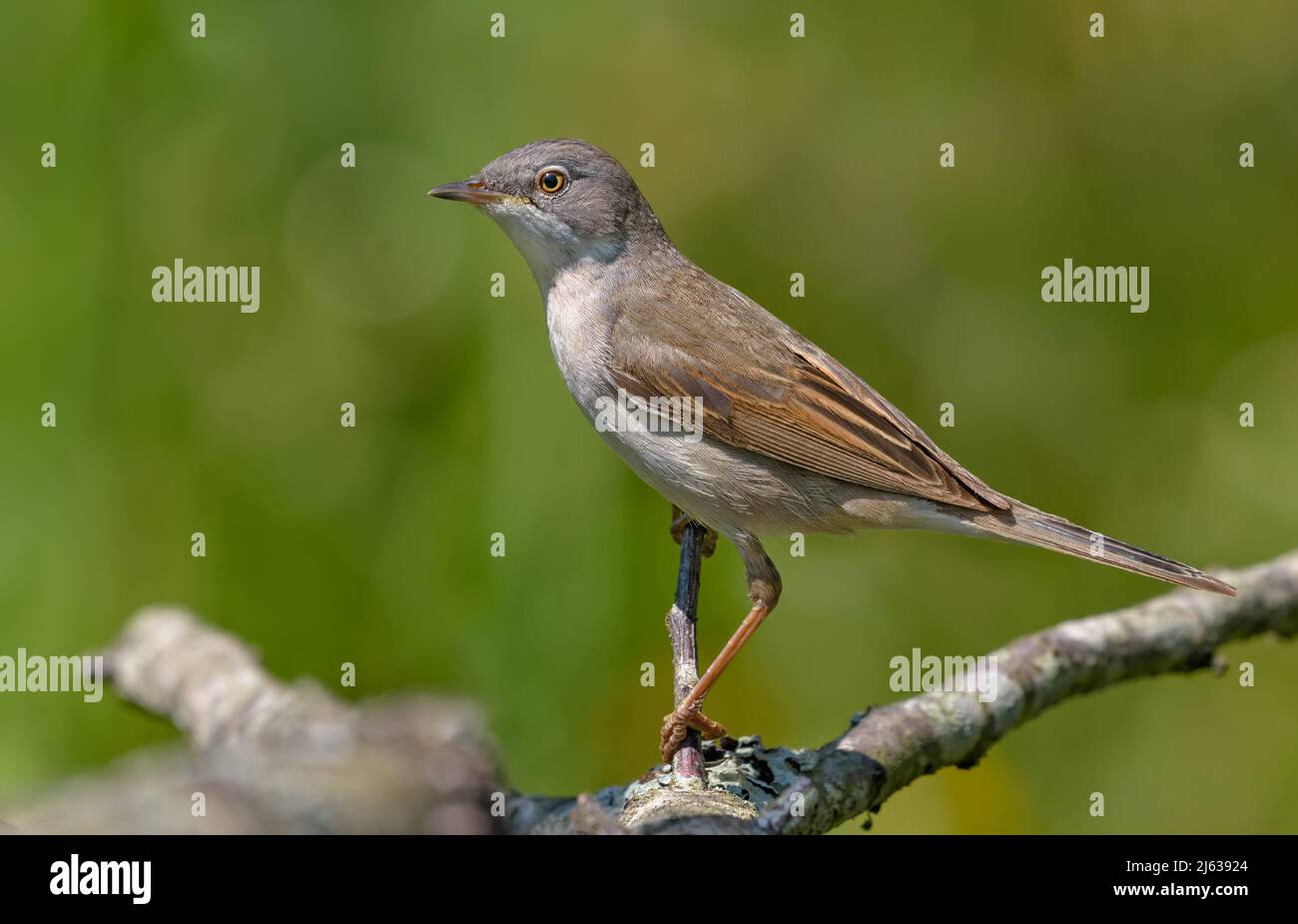 Common whitethroat (Curruca communis) posing on tiny branch with clear green background Stock Photo
