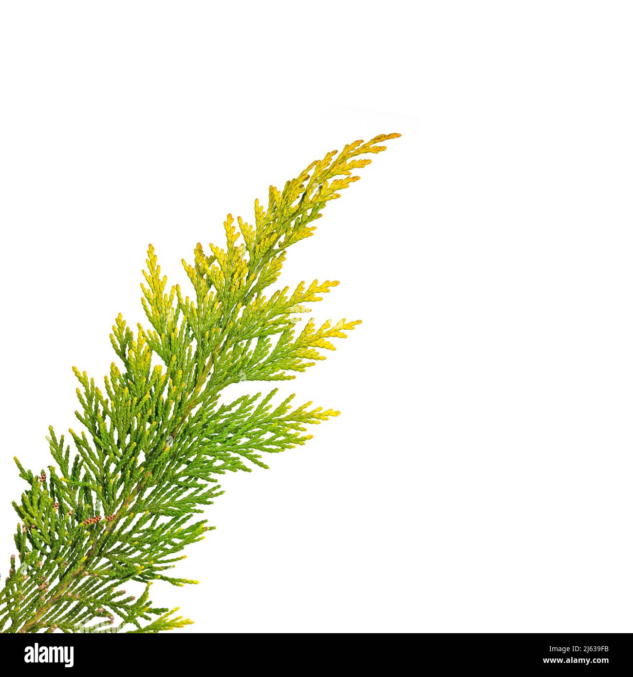 Leaves of Lawson's cypress against white background Stock Photo