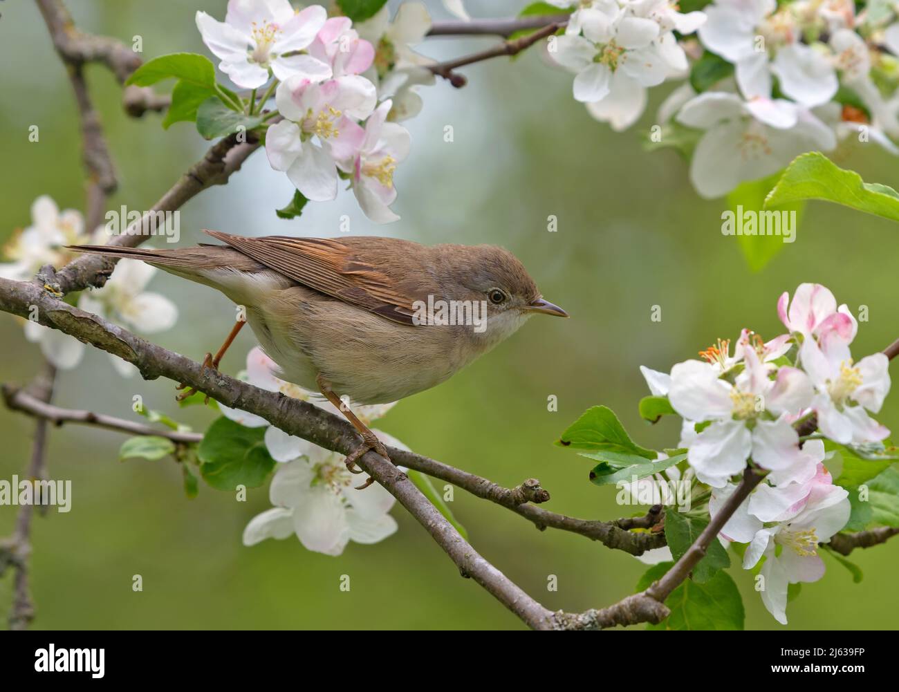 Common whitethroat (Curruca communis) perched on blossoming branch of apple tree in spring Stock Photo