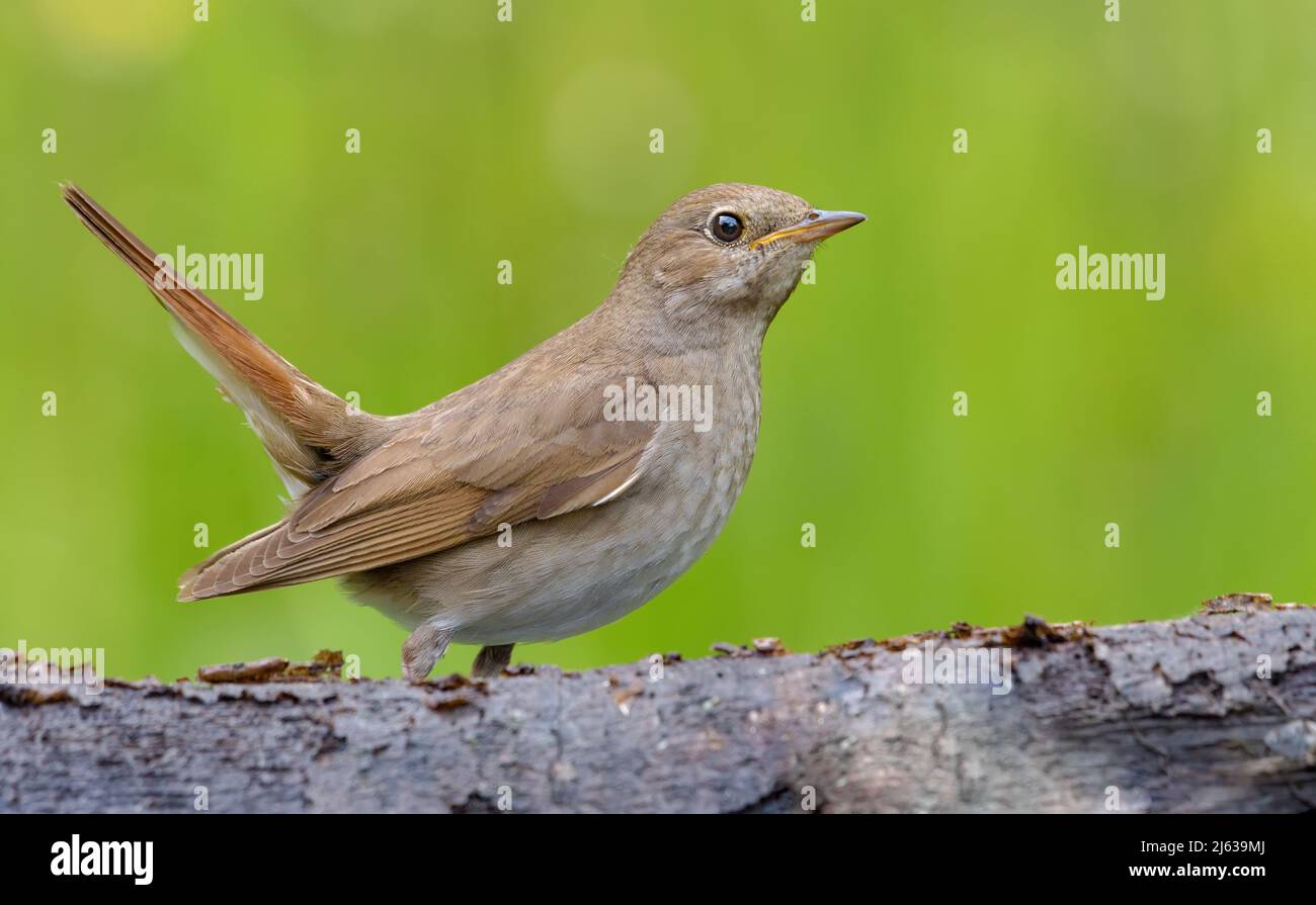 Thrush Nightingale (Luscinia luscinia) stands behind some woods in sweet evening light Stock Photo