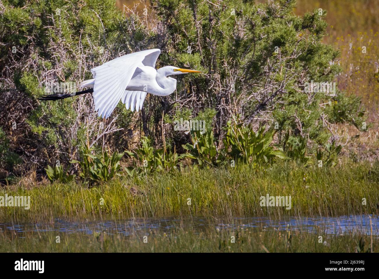 I spotted this great egret in a little marshy area at the edge of the Honey Lake Wildlife Area in Lassen County California, USA.  The majestic bird wa Stock Photo